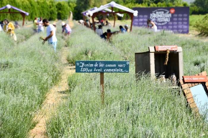 BAÇEM Bahçelerinde Aromatik Bitki Hasadı: Festivalin En Keyifli Anları