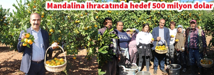 Satsuma mandalina ihracatında Rusya lider 